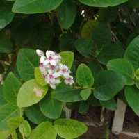 Pseuderanthemum maculatum (G.Lodd.) I.M.Turner